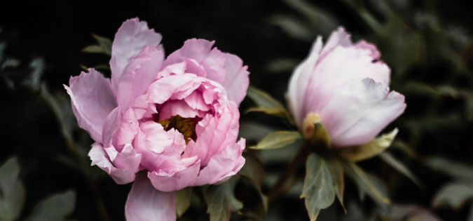 peonies - photo by Annie Spratt on Unsplash