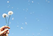 dandelion blowing away - image of freedom