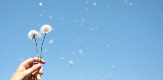 dandelion blowing away - image of freedom