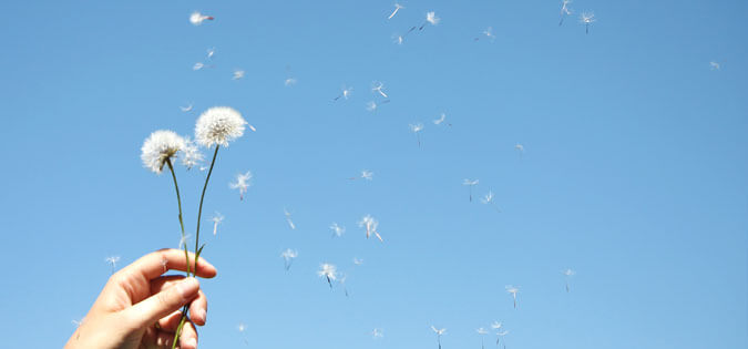 dandelion blowing away - image of freedom