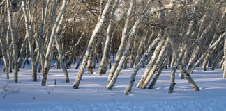 winter trees