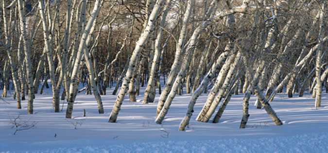 winter trees