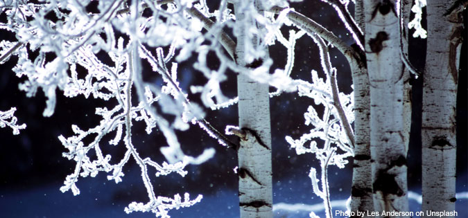 snow-covered branch - Photo by Les Anderson on Unsplash