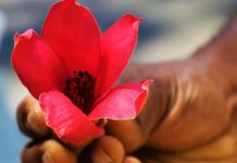 hand holding red flower