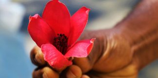 hand holding red flower