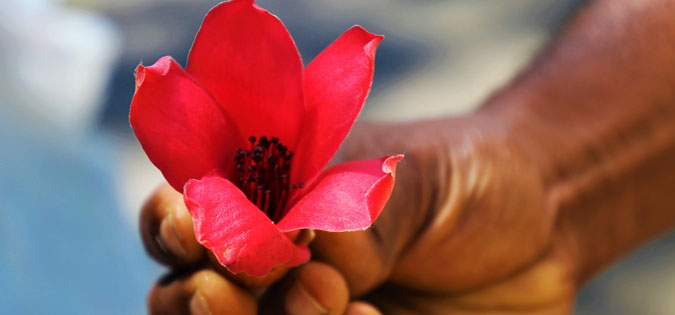 hand holding red flower