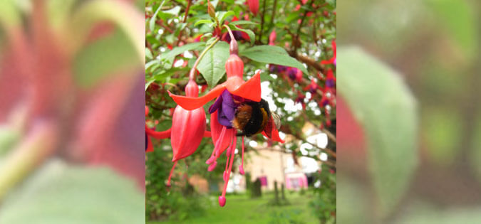 bee in fuchsia under CC BY 2.0