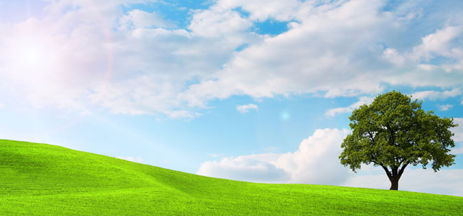 clear, sunny day over tree in field