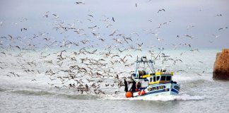 seagulls and boat