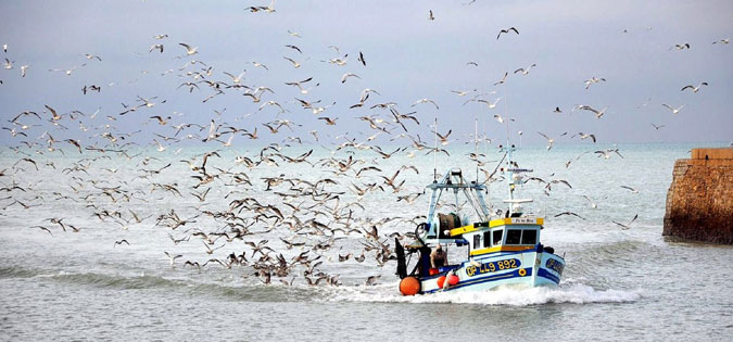 seagulls and boat