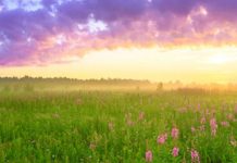 spring flowers and sun