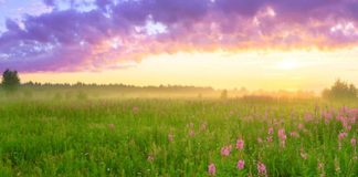 spring flowers and sun