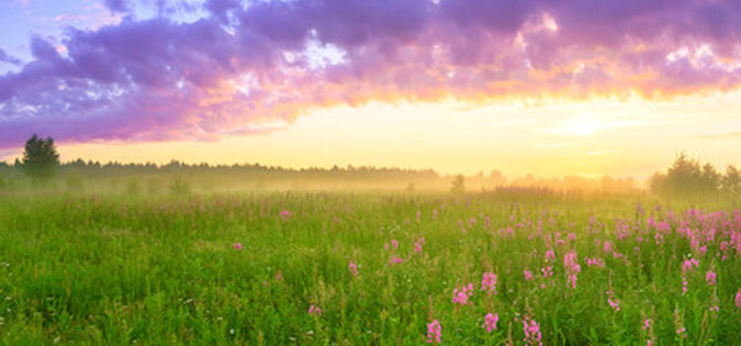 spring flowers and sun