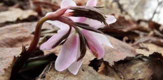 spring thaw flower - image by Natalia Kollegova