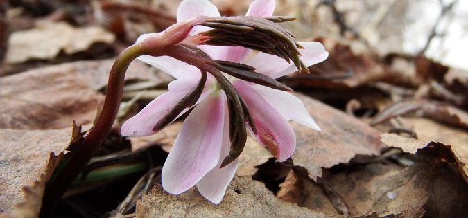 spring thaw flower - image by Natalia Kollegova