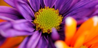 purple flower close-up