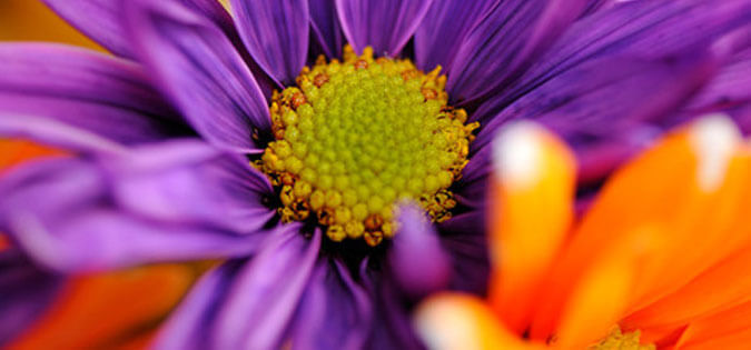 purple flower close-up