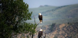 eagles sitting in tree - photo by Nathan Anderson on Unsplash