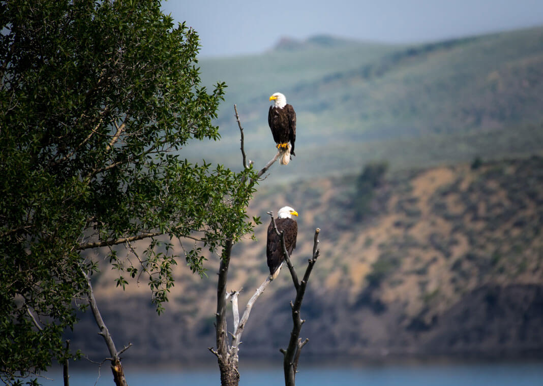 eagles sitting in tree - photo by Nathan Anderson on Unsplash