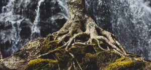 tree roots - photo by Zach Reiner on Unsplash