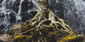 tree roots - photo by Zach Reiner on Unsplash