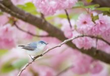 Bird in tree with pink flowers - photo by Ray Hennessy on Unsplash