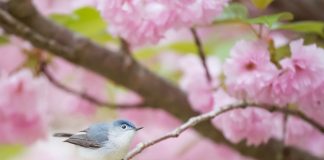 Bird in tree with pink flowers - photo by Ray Hennessy on Unsplash