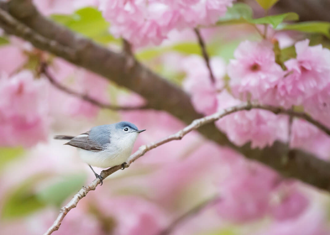 Bird in tree with pink flowers - photo by Ray Hennessy on Unsplash