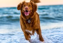 dog at beach - photo by Oscar Sutton on Unsplash