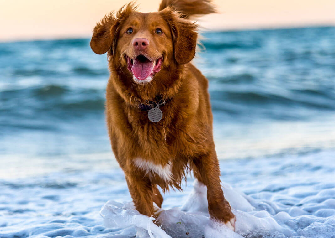 dog at beach - photo by Oscar Sutton on Unsplash