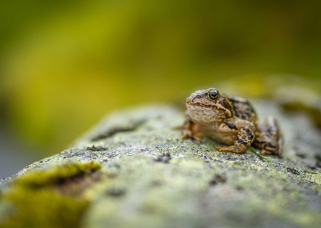 toad on moss - photo by Janko Ferlič on Unsplash