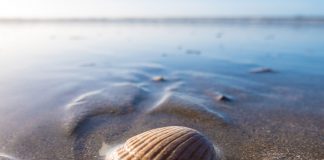 seashell on beach - photo by Wynand van Poortvliet on Unsplash