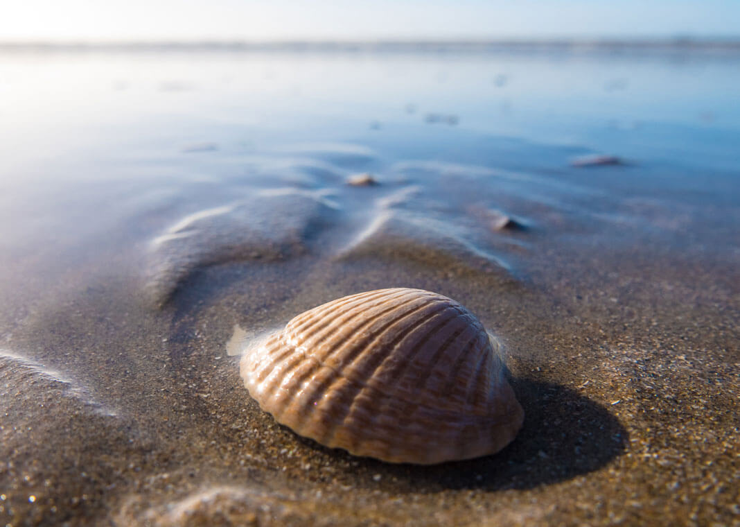 seashell on beach - photo by Wynand van Poortvliet on Unsplash