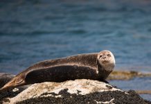 seal on rocks - photo by Ramon Vloon on Unsplash