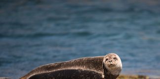 seal on rocks - photo by Ramon Vloon on Unsplash