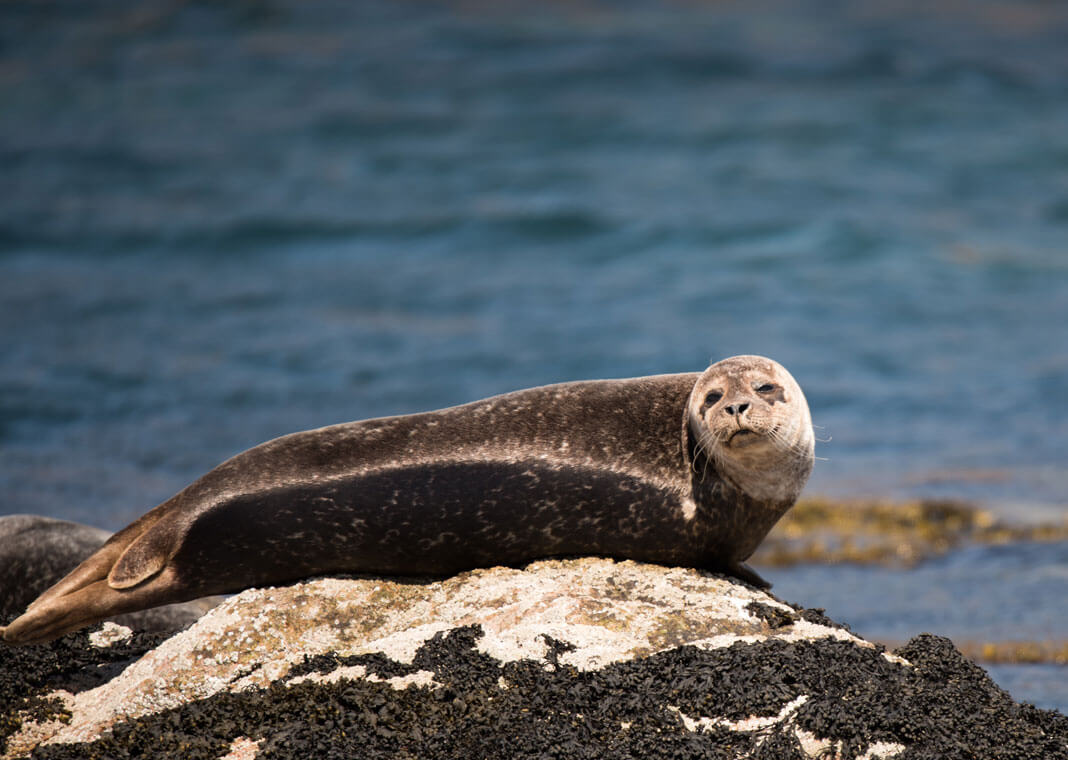 seal on rocks - photo by Ramon Vloon on Unsplash