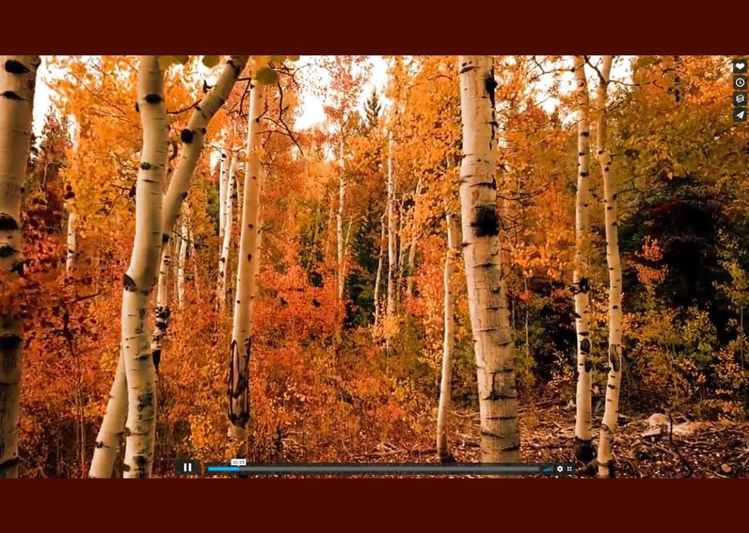screenshot of How Do You Want Others to Remember You? video showing autumn trees