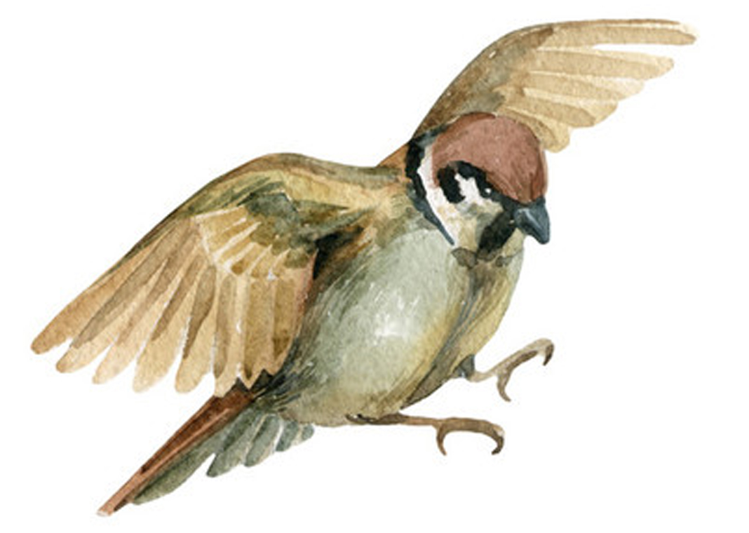 sparrow