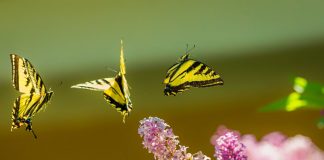 butterflies symbolizing hope - photo via Unsplash