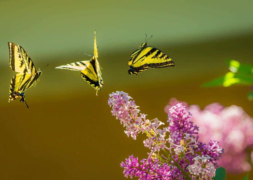 butterflies symbolizing hope - photo via Unsplash