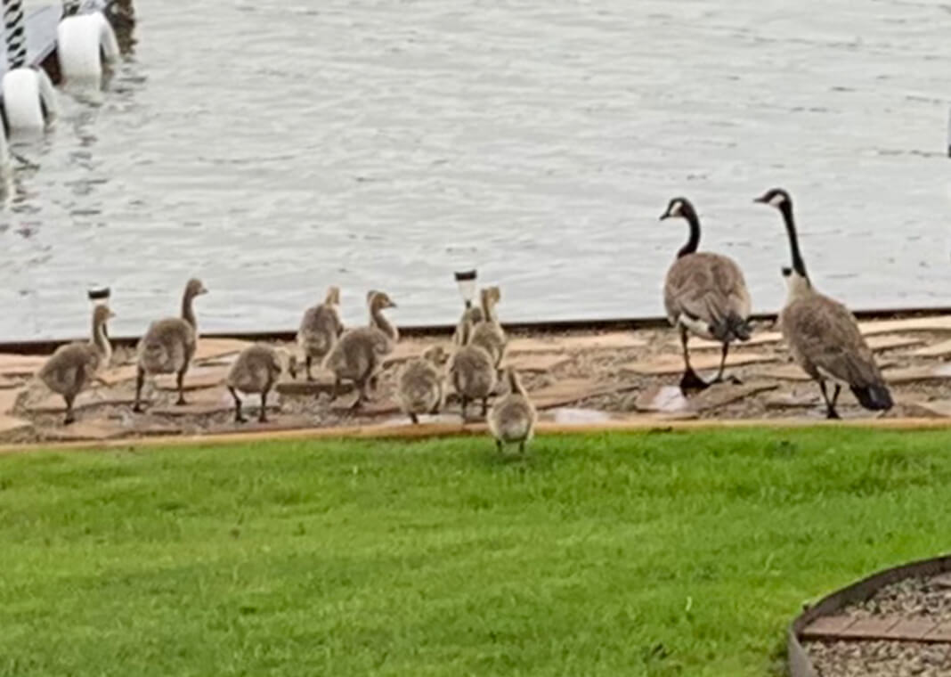 geese - photo by Joe Paprocki