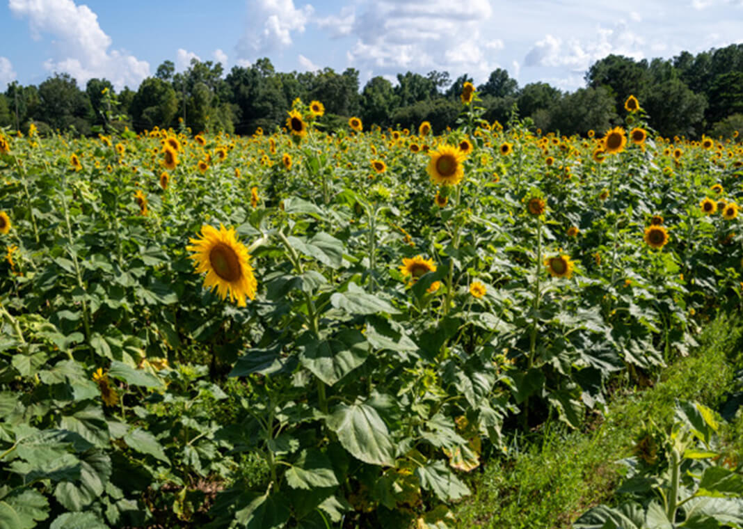 sunflowers - photo provided by Melinda LeBlanc