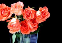 roses in vase - image by AliceKeyStudio from Pixabay