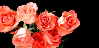 roses in vase - image by AliceKeyStudio from Pixabay