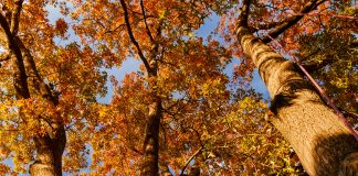 autumn oak trees - photo by Malachi Brooks on Unsplash