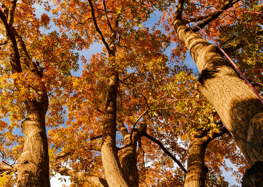 autumn oak trees - photo by Malachi Brooks on Unsplash