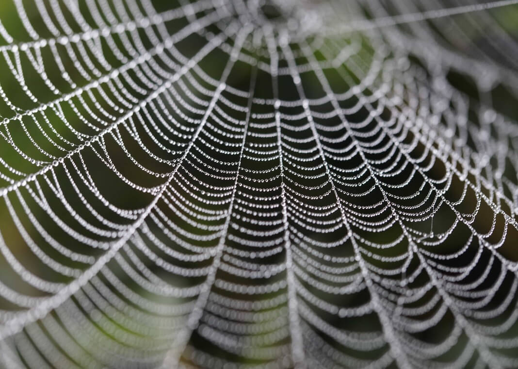 cobweb - photo by PIXNIO