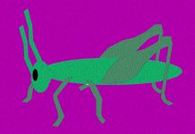 cricket - grasshopper - image by KERBSTONE from Pixabay