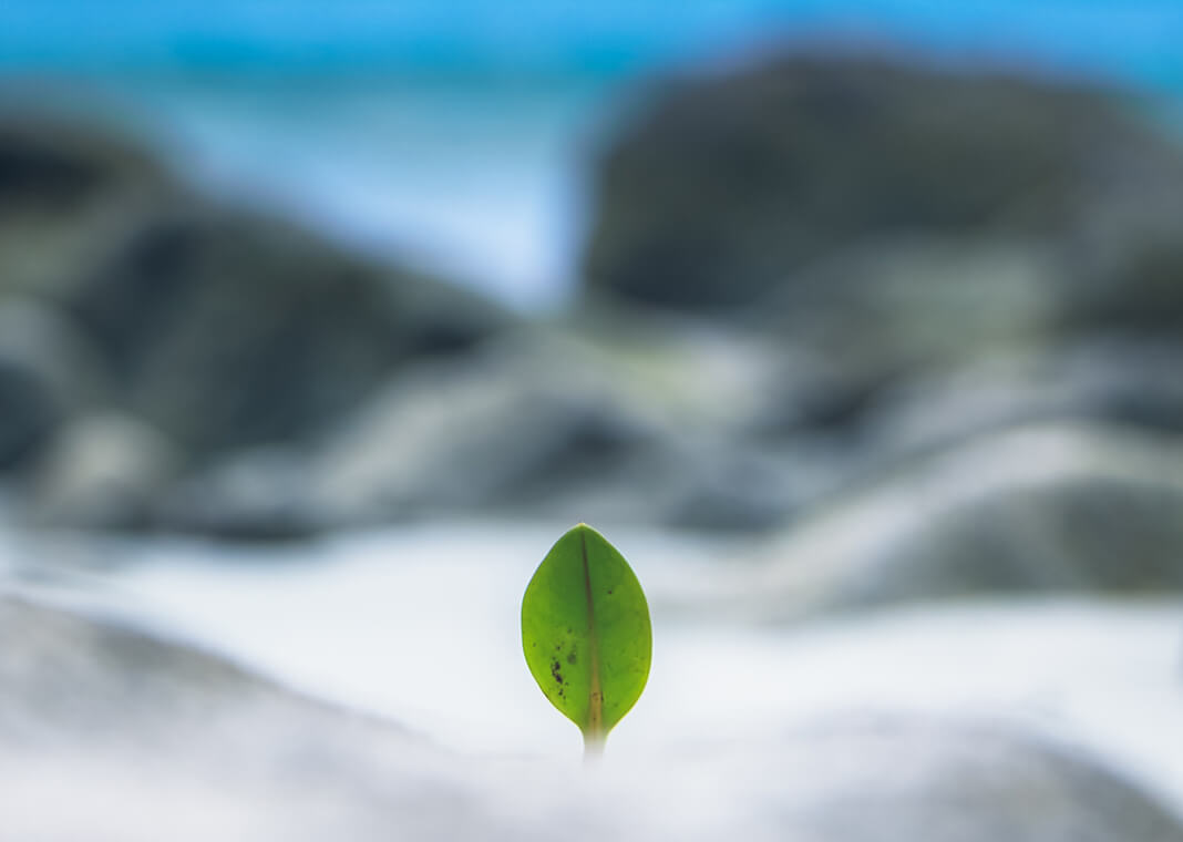 leaf in fog suggesting hope - photo by Pinakeen Bhatt on Unsplash