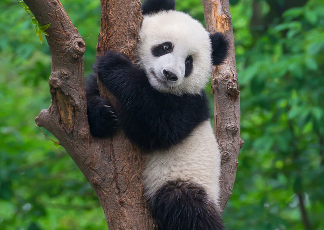 panda